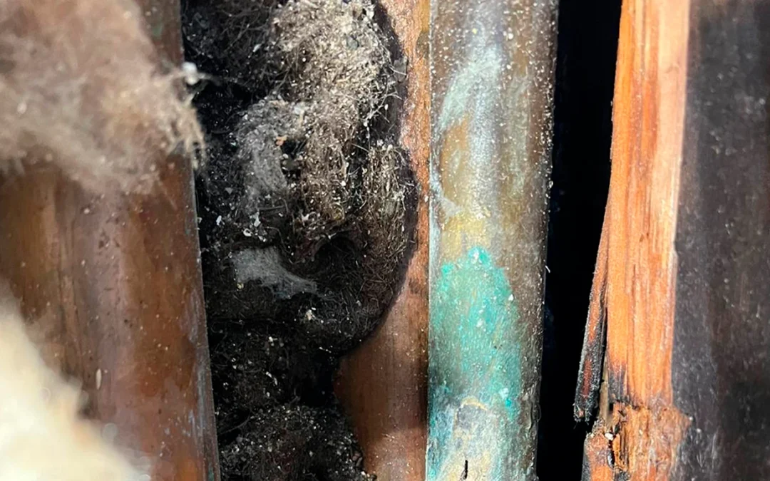 Black mold and why you should get rid of it