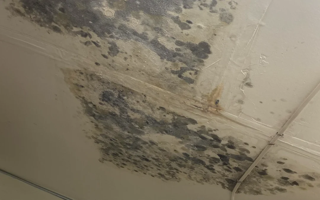 how to clean mold?