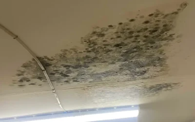 The difference between Mold and Mildew